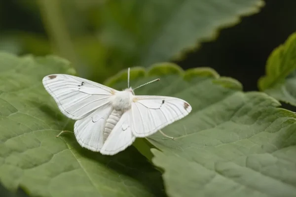 What is the myth of the white moth?