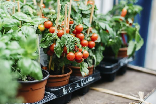 What Is The Best Month To Plant Tomatoes?